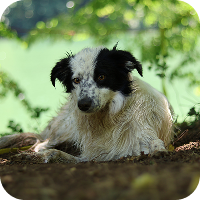 La toux du chenil chez le chien
